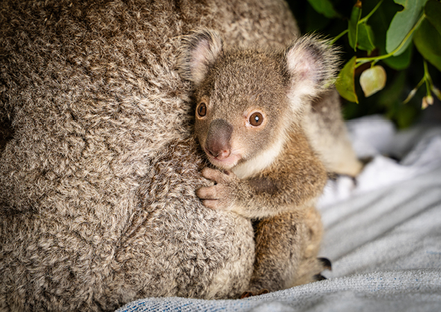 Precious, the tiny koala joey.